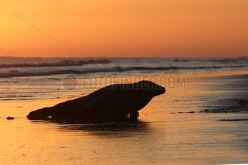 Male Grey seal laying in the surf at sunrise UK
