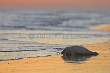 Young Grey seal laying in the surf at sunrise UK