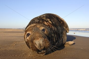Male Grey seal laying on the beach in autumn UK