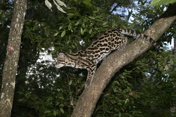 Margay on a branch in tropical forest Belize