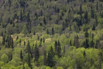 Boreal forest of Gaspésie National Park Québec Canada