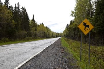 Sign indicating the presence of moose Gaspésie NP Québec