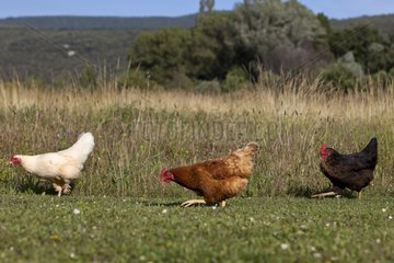 Chickens varied walking in the grass Provence France