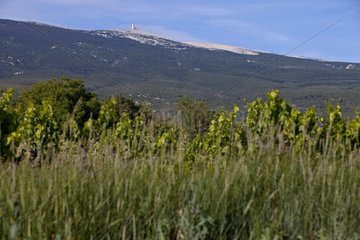 Mont Ventoux was seen Bedouin in Provence France