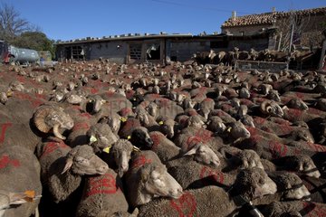 Sheep 'Merinos d'Arles' by dips Provence France