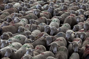 Transhumance of Sheep 'Merinos d'Arles' to the Alps