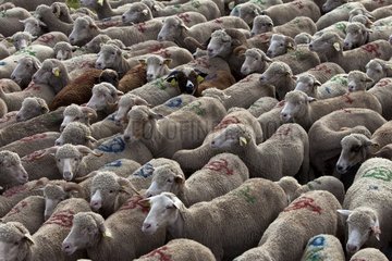 Transhumance of Sheep 'Merinos d'Arles' to the Alps