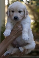 Young Golden Retriever hand-held France