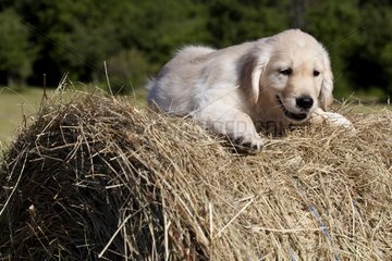 Young Golden Retriever in a haystack France