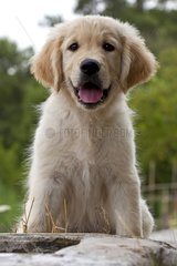 Young Golden Retriever sitting on wall France