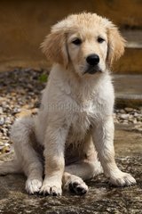 Young Wet Golden Retriever sitting in a puddle
