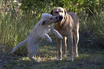 Young Golden Retriever and yellow Dog playing in the grass