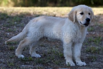 Young Golden Retriever standing in the grass France