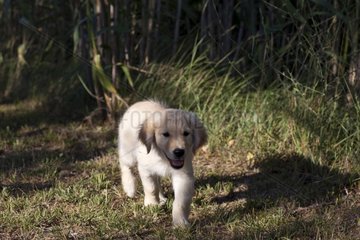 Young Golden Retriever walking in the grass France