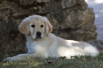 Young Golden Retriever lying in the grass France