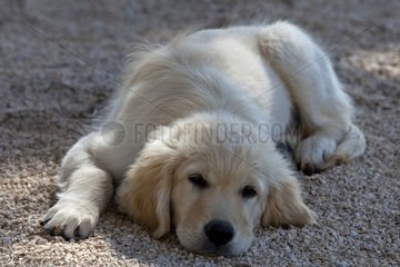 Young Golden Retriever lying on gravel France