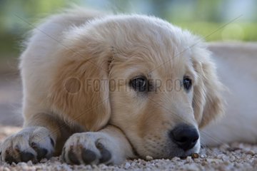 Portrait of young Golden Retriever lying on gravel France