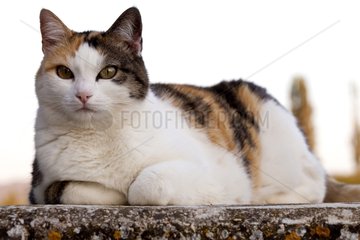 Tricolor cat lying on a wall Provence France