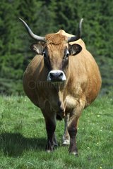 Portrait of Aubrac Cow Plateau du Cezallier Auvergne