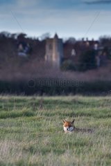 Red Fox laying in a meadow - GB