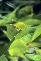 Brimstone Butterfly versteckt sich auf den Blättern Frankreich