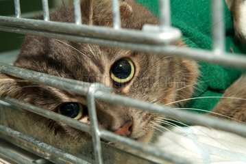 Cat brown tabby anaesthetized to clean a wound France