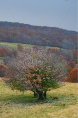 Aubrac landscape in autumn France