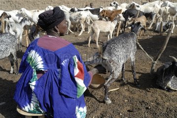 A woman during milking goats Tieblena Mali