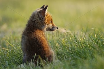 Fox cub sitting in the grass in the evening France