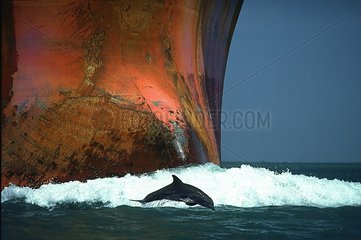 Bottlenoise Dolphin jumping in font of a oil tanker USA