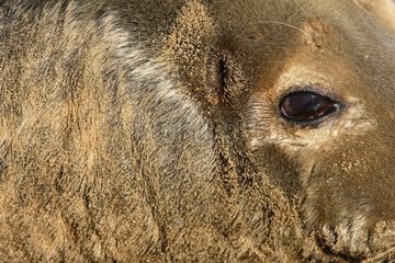 Close-up of the head & of an eye of a Grey seal UK