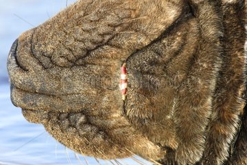 Close-up of the mouth of a Grey seal UK