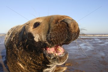 Portrait of a Grey seal UK