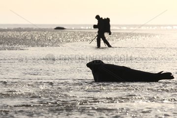 Photographer & Grey seal on the beach UK