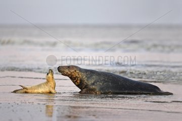 Grey seal male & young on the beach in autumn UK