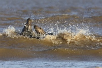 Two males Grey seals fighting in the surf in autumn UK