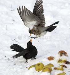 Fieldfare fighting with male blackbird over apples in snow