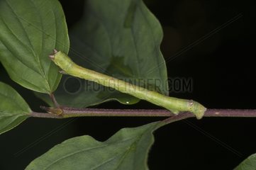 Pepper and salt moth caterpillar on Dog Wood twig - Denmark