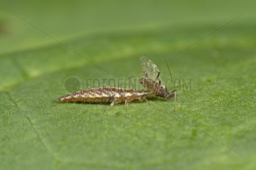 Lacewing larva has caught a aphid - Denmark