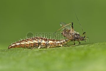 Lacewing larva has caught a aphid - Denmark