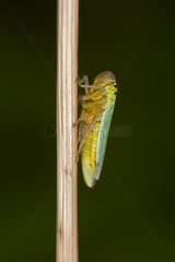 Green Leafhopper on a stem - Denmark