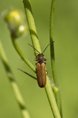 Click Beetle on a stem - Denmark