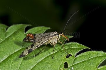 Common Scorpion Fly on leaf - Allindelille Fredskov Denmark