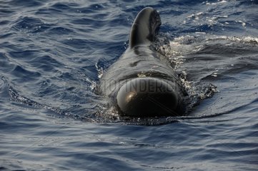 Pilot whale surface - Mediterranean Sea