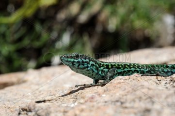 Tyrrhenian lizard on rock