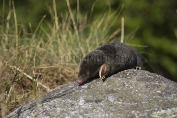 European Mole on rock - Vosges France