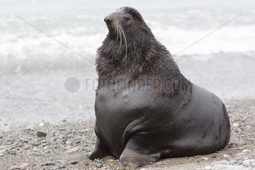 Northern Fur Seal on shore - Sea of ??Okhotsk Russia