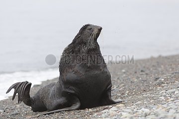Northern Fur Seal on shore - Sea of ??Okhotsk Russia
