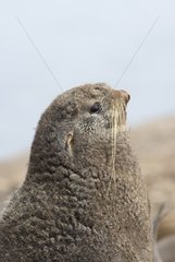 Portrait of Northern Fur Seal - Sea of ??Okhotsk Russia