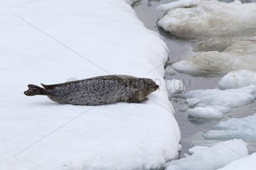Spotted Seal on ice - Sea of ??Okhotsk Russia